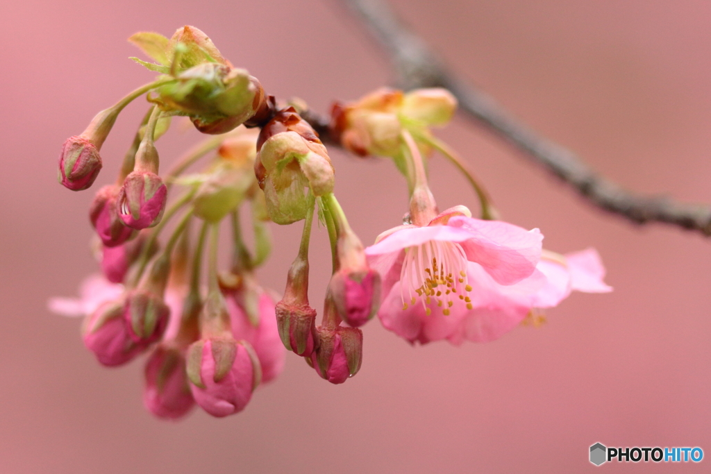 雨上がりの河津桜　②　180309 