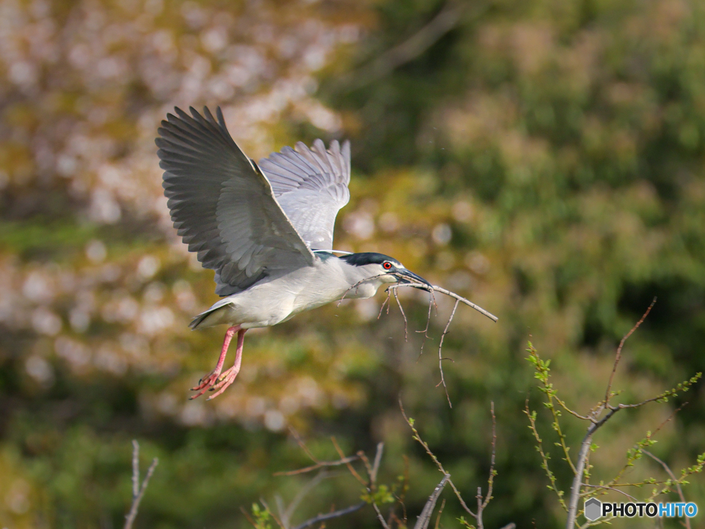 ゴイサギ　②　210402