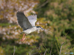 ゴイサギ　②　210402