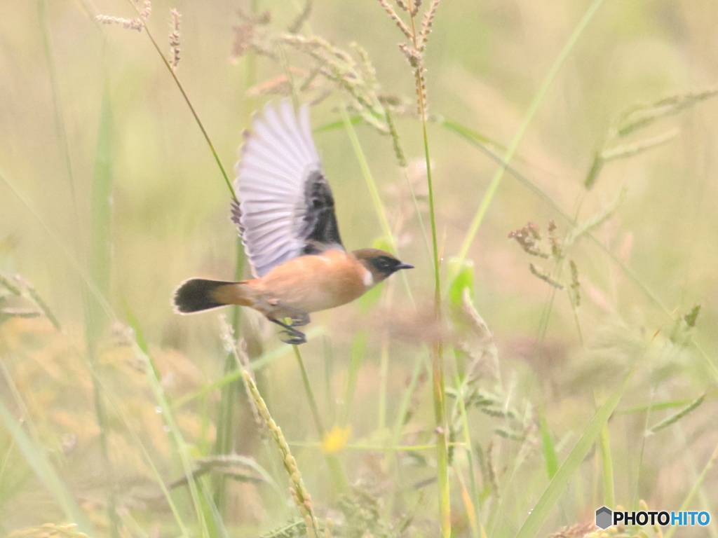 稲田のノビタキ　⑧　201003 