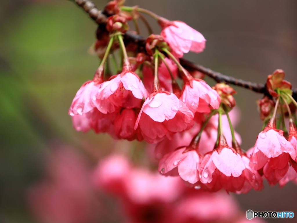 横浜緋桜　②　200329 