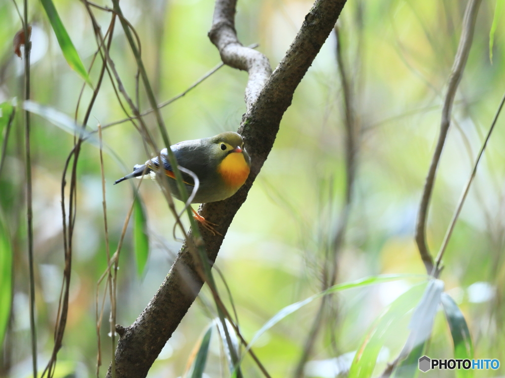 ソウシチョウ　④　200218 