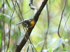 ソウシチョウ　④　200218 