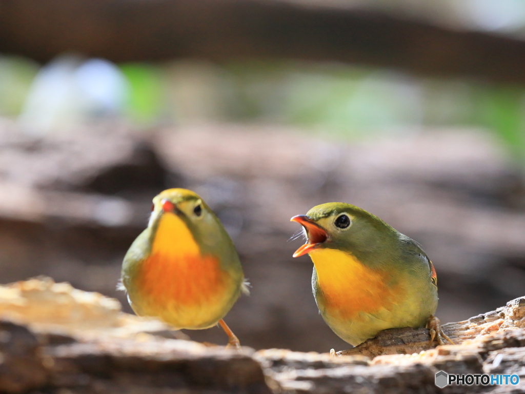 ソウシチョウ　③　200218 