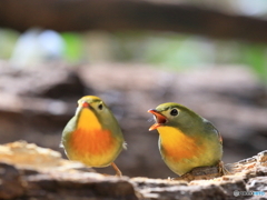 ソウシチョウ　③　200218 