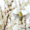 170228 ウメジロー　飛びもの