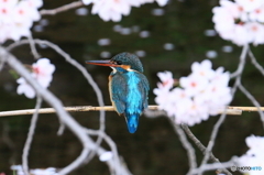 160403 カワセミ ｏｎではなくｉｎ