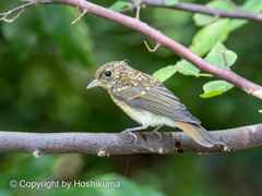 キビタキ幼鳥　2200807