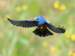 イソヒヨドリ　③　200324 