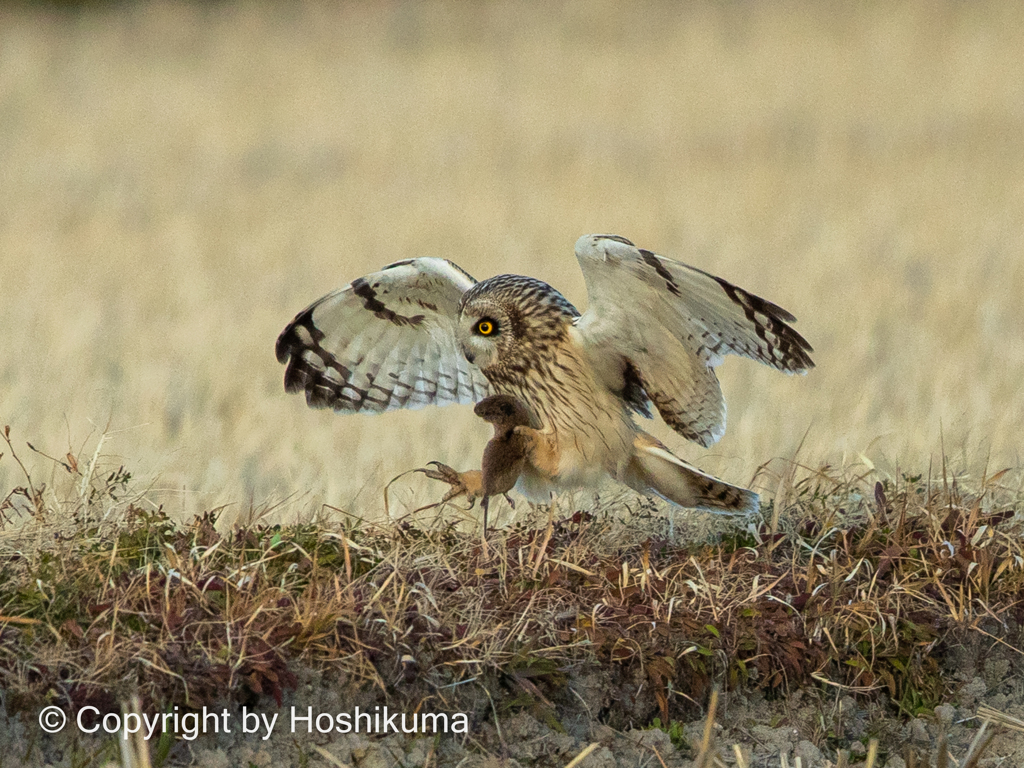 コミミズクの狩り　③　220117 