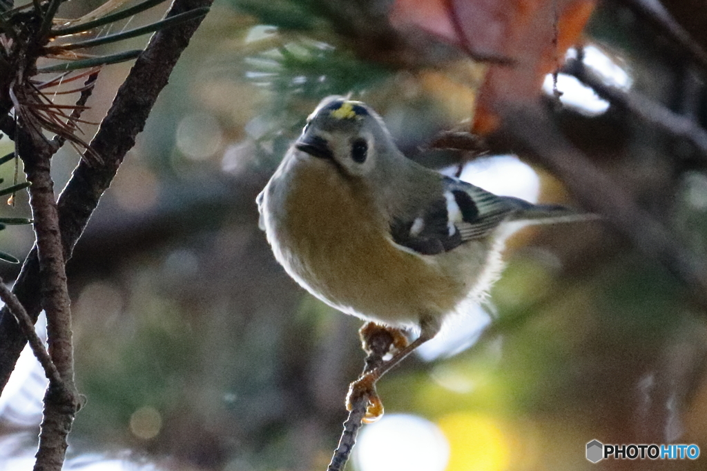 「キク～ッ！　①」　　171116 