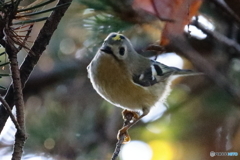 「キク～ッ！　①」　　171116 