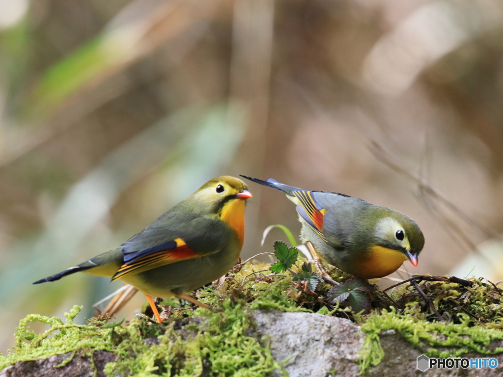 ソウシチョウ　②　200218