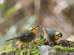 ソウシチョウ　②　200218