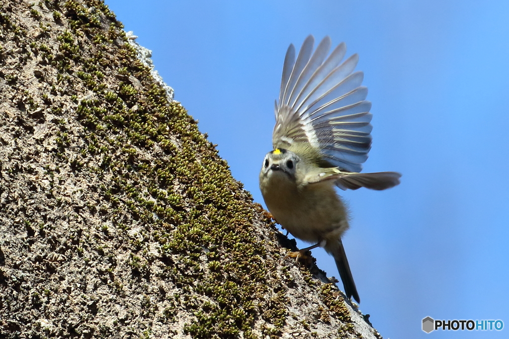 キクイタダキ　③　180208