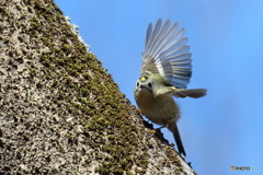 キクイタダキ　③　180208