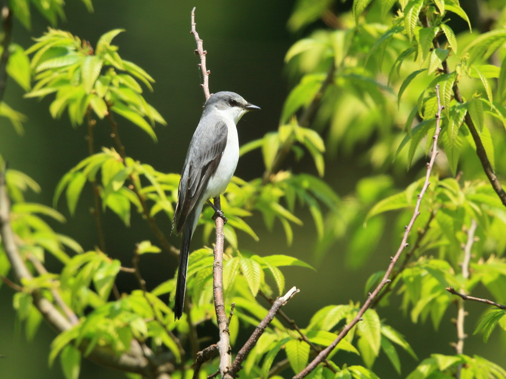 サンショウクイ　①　200429 