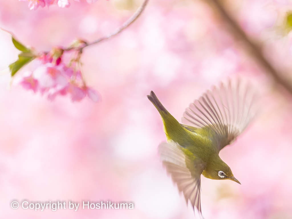 河津桜とメジロ　⑤　220314 