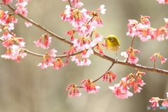 オカメ桜とメジロ　①　180311 