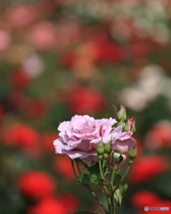 バラの花　③　190515 