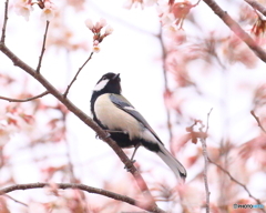 シジュウカラ　190312