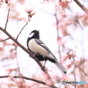 シジュウカラ　190312