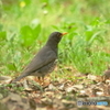 クロツグミ　初撮り　180414