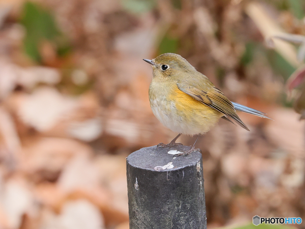 五目鳥撮り　③　210111