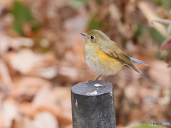 五目鳥撮り　③　210111
