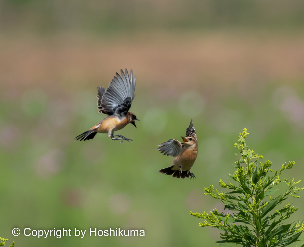 ノビタキ　⑥　20221004