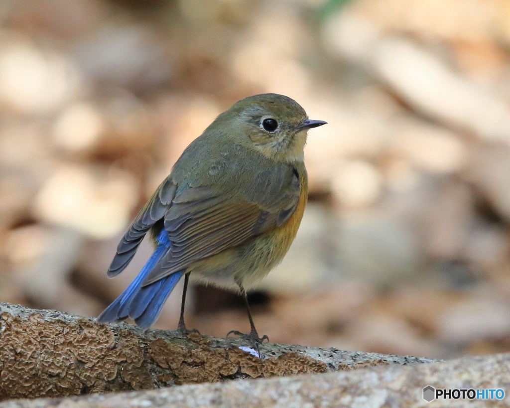 ルリビタキの幼鳥 By ほしくま Id 写真共有サイト Photohito