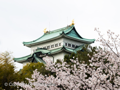 名古屋城と桜　②　220402 