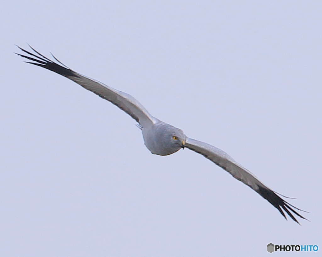 ハイイロチュウヒ・オス　④　190129