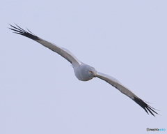 ハイイロチュウヒ・オス　④　190129