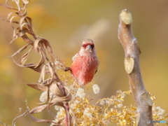 ベニマシコ　②　201129 