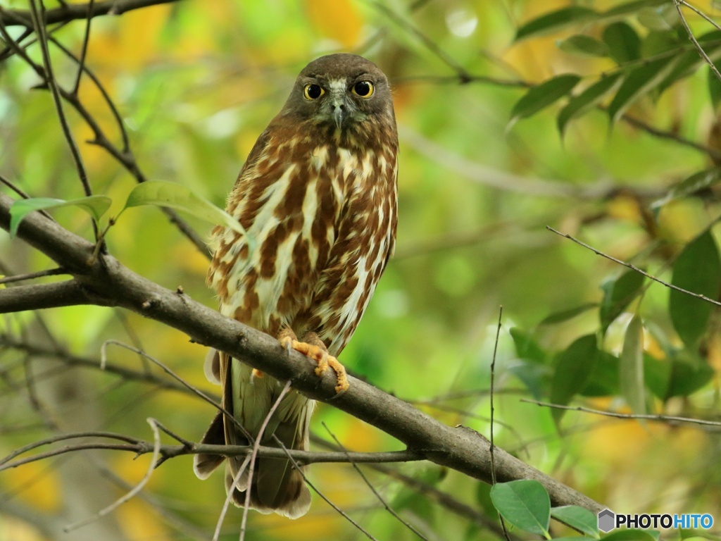 アオバズク　200520