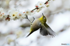 170228 ウメジロー 飛びもの