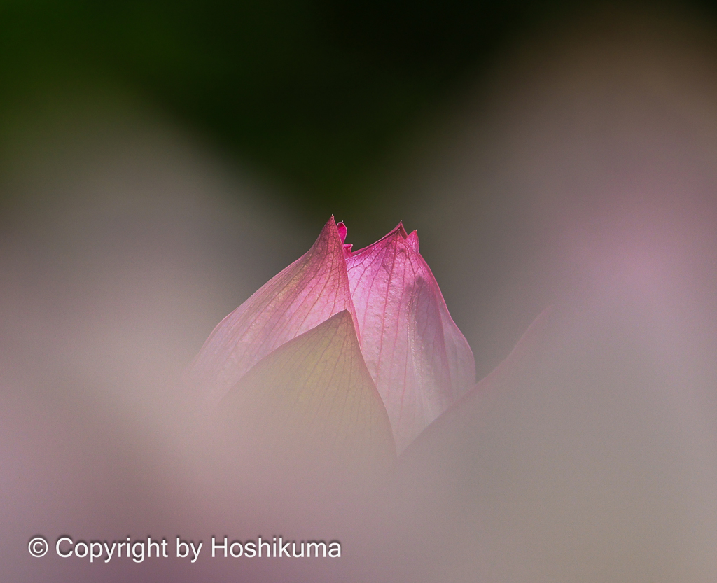 ハスの花　①　20230711