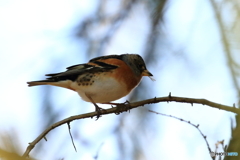 170329 アトリ　樹上