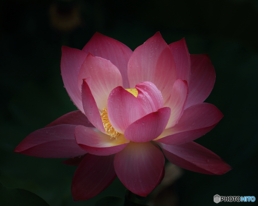 ハスの花　①　190714 