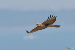 161007伊良湖岬　タカの渡り