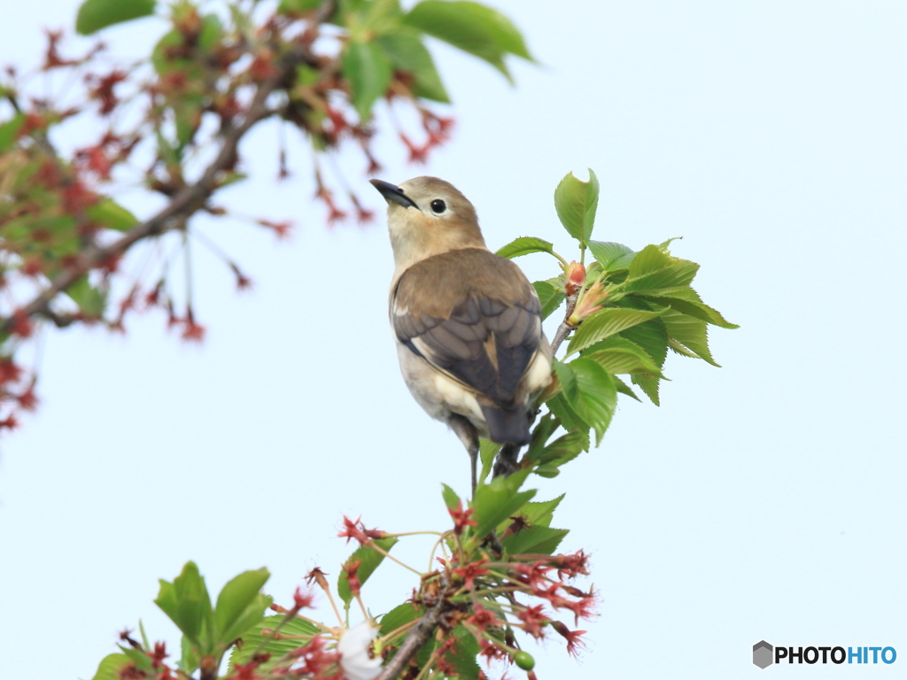 コムクドリ　①　200419 