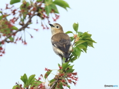 コムクドリ　①　200419 