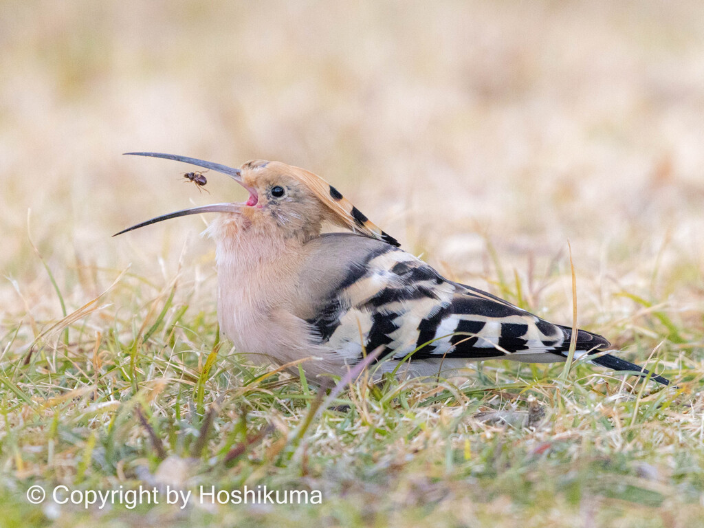 ヤツガシラ　②　221025 