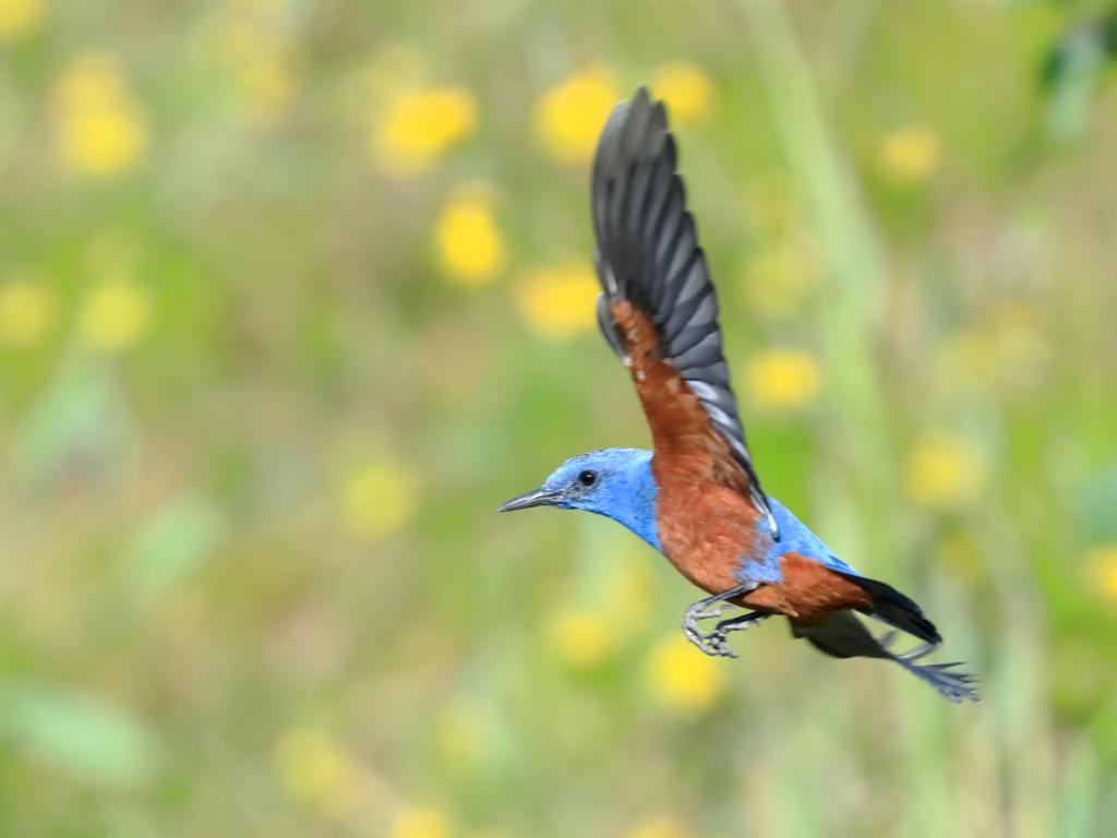 イソヒヨドリ　④　200324