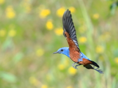 イソヒヨドリ　④　200324