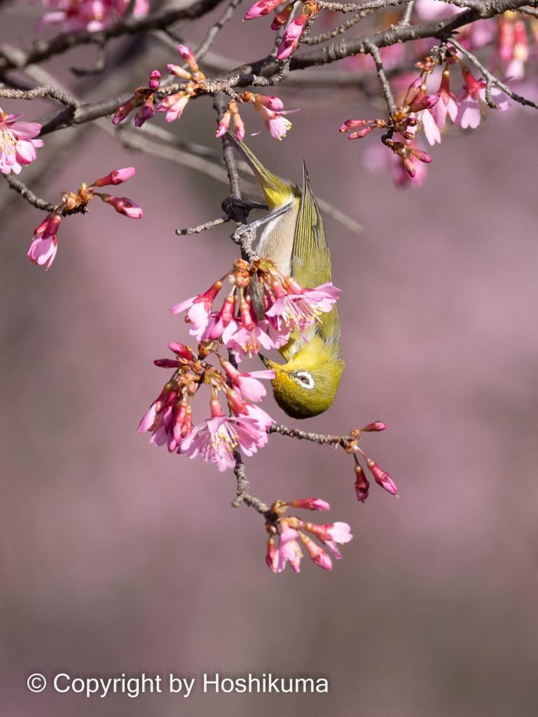 オカメ桜とメジロ　①　220315 