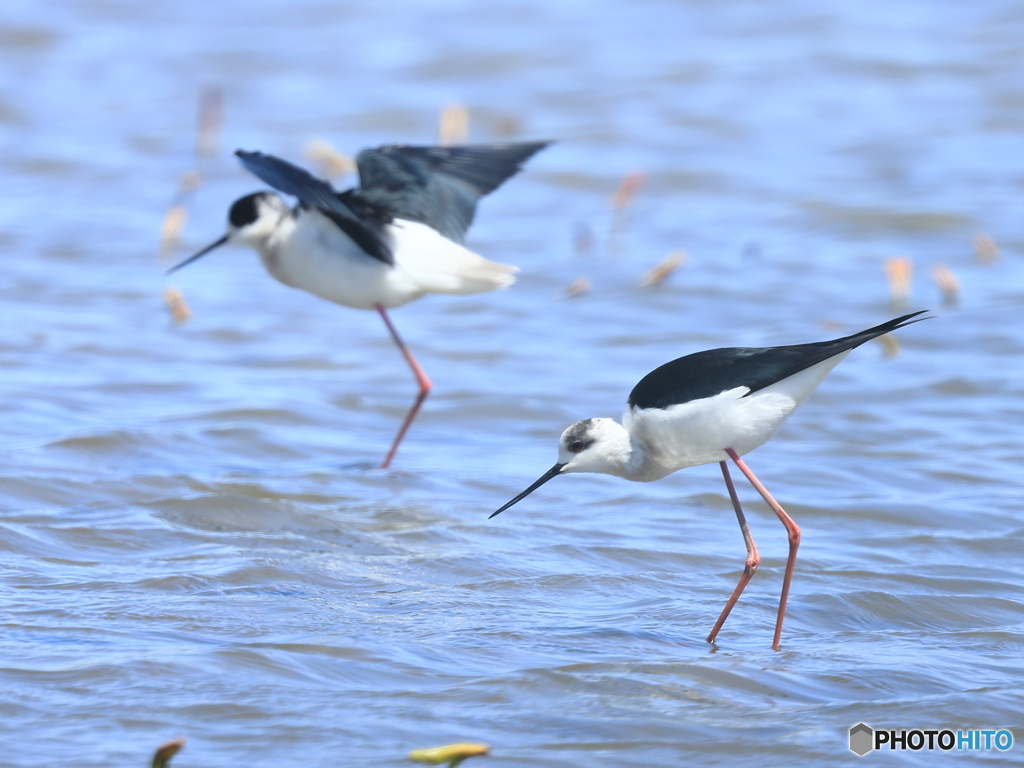 セイタカシギ　③　200419 