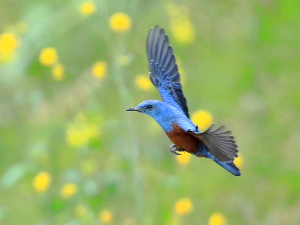 イソヒヨドリ　②　200324 