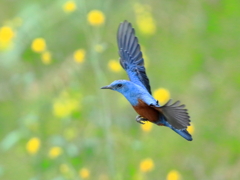 イソヒヨドリ　②　200324 